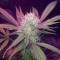 Auto Lemon Haze feminised Ganja Seeds Ucuz kenevir tohumu fiyatları