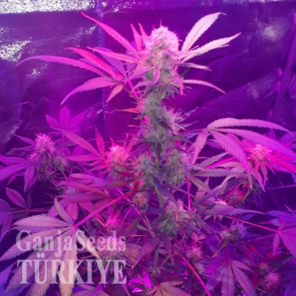 Auto Lemon Haze feminised Ganja Seeds