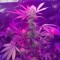 Auto Lemon Haze feminised Ganja Seeds Yüksek verimli kenevir tohumları