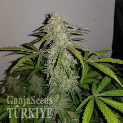 Auto Lemon Haze feminised Ganja Seeds