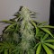 Auto Lemon Haze feminised Ganja Seeds Kenevir kültürü tohumları