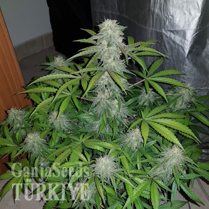 Auto Lemon Haze feminised Ganja Seeds