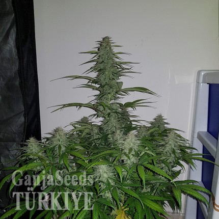 Auto Lemon Haze feminised Ganja Seeds