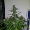 Auto Lemon Haze feminised Ganja Seeds Güçlü kenevir tohumları