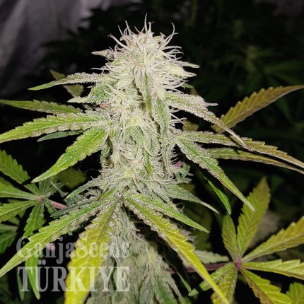 Auto Lemon Haze feminised Ganja Seeds