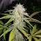 Auto Lemon Haze feminised Ganja Seeds Acemiler için kenevir tohumları