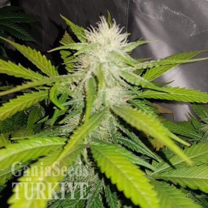 Auto Lemon Haze feminised Ganja Seeds