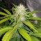 Auto Lemon Haze feminised Ganja Seeds Tıbbi kenevir tohumları