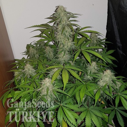 Auto Lemon Haze feminised Ganja Seeds