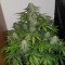 Auto Lemon Haze feminised Ganja Seeds Tıbbi sınıf kenevir çeşidi tohumları