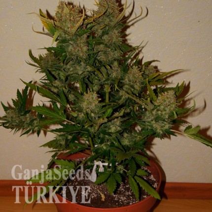 Auto Pineapple Express feminised Ganja Seeds