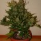 Auto Pineapple Express feminised Ganja Seeds
