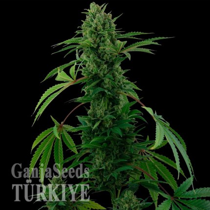 Auto Pineapple Express feminised Ganja Seeds