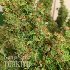 Auto Blue Diesel feminised Ganja Seeds