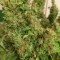 İzmir’de  Auto Blue Diesel feminised Ganja Seeds kenevir tohumu