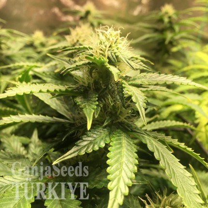 Auto Blue Diesel feminised Ganja Seeds