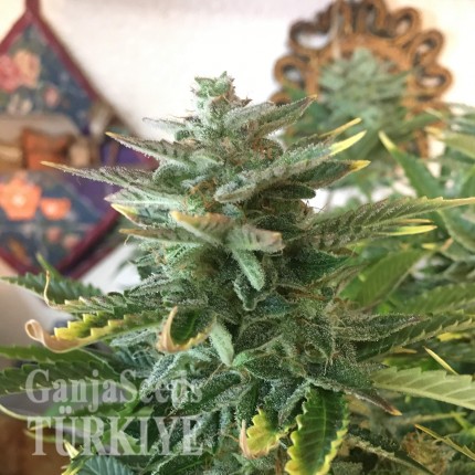 Auto Blue Diesel feminised Ganja Seeds