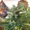 Fethiye’de  Auto Blue Diesel feminised Ganja Seeds kenevir tohumu