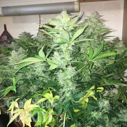 Auto Blue Diesel feminised Ganja Seeds