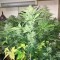 Bursa’da  Auto Blue Diesel feminised Ganja Seeds kenevir tohumu