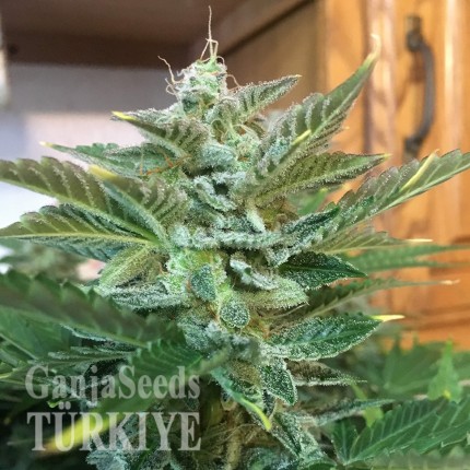 Auto Blue Diesel feminised Ganja Seeds