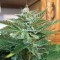 Adana’da  Auto Blue Diesel feminised Ganja Seeds kenevir tohumu