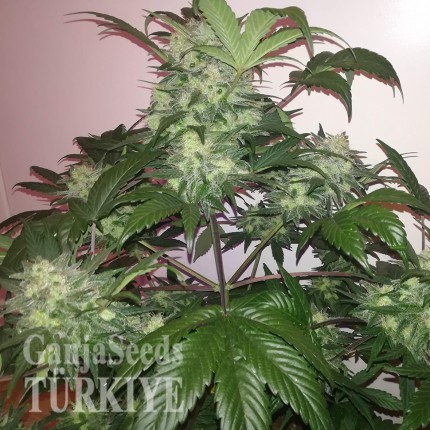 Auto Blue Diesel feminised Ganja Seeds