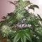 Aydın’da  Auto Blue Diesel feminised Ganja Seeds kenevir tohumu