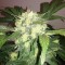 Denizli’de  Auto Blue Diesel feminised Ganja Seeds kenevir tohumu