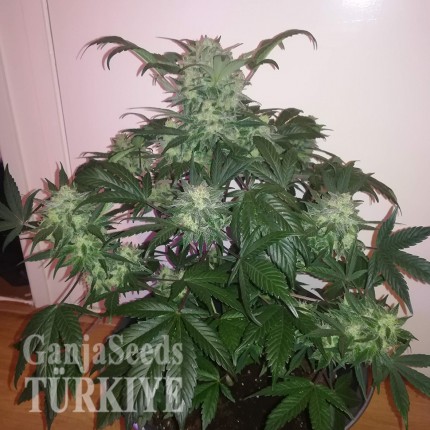 Auto Blue Diesel feminised Ganja Seeds