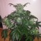 Hatay’da  Auto Blue Diesel feminised Ganja Seeds kenevir tohumu