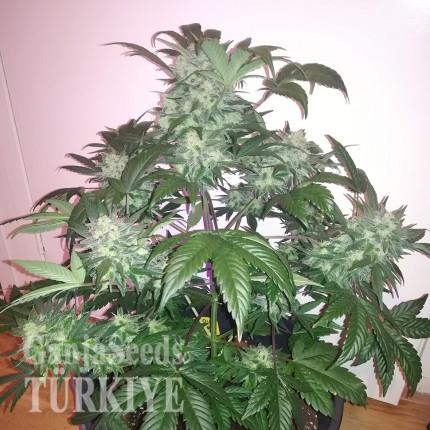 Auto Blue Diesel feminised Ganja Seeds