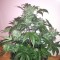 Isparta’da  Auto Blue Diesel feminised Ganja Seeds kenevir tohumu