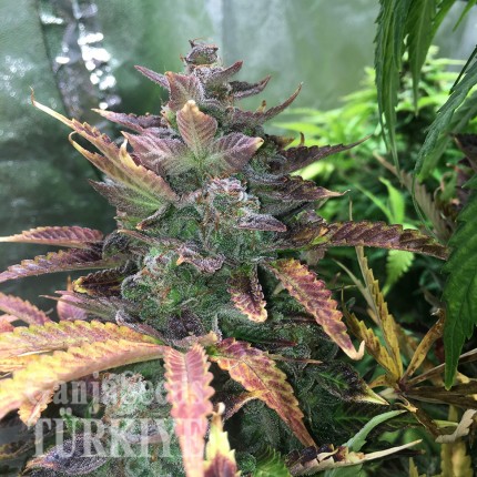 Auto Blue Diesel feminised Ganja Seeds