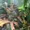 Konya’da Auto Blue Diesel feminised Ganja Seeds  kenevir tohumu