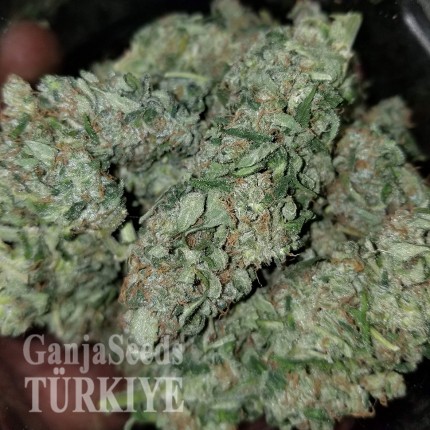 Auto Blue Diesel feminised Ganja Seeds