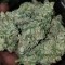 Mardin’de  Auto Blue Diesel feminised Ganja Seeds kenevir tohumu