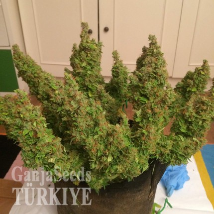 Auto Blue Diesel feminised Ganja Seeds