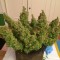 Rize’de  Auto Blue Diesel feminised Ganja Seeds kenevir tohumu