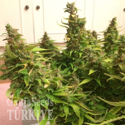 Auto Blue Diesel feminised Ganja Seeds