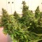 Samsun’da  Auto Blue Diesel feminised Ganja Seeds kenevir tohumu