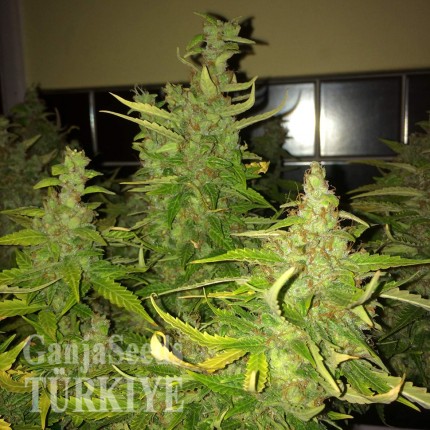 Auto Blue Diesel feminised Ganja Seeds