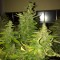 Trabzon’da  Auto Blue Diesel feminised Ganja Seeds kenevir tohumu