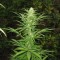 Auto Maria feminised Ganja Seeds Tıbbi sınıf kenevir çeşidi tohumları