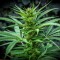 Auto Maria feminised Ganja Seeds Elit kenevir çeşidi tohumları