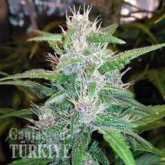 Auto Red Poison feminised Ganja Seeds