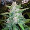 Auto Red Poison feminised Ganja Seeds