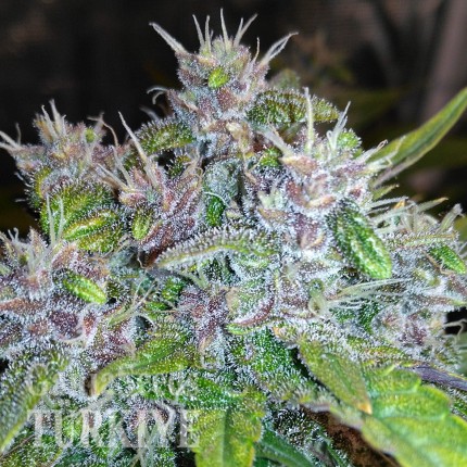 Auto Red Poison feminised Ganja Seeds