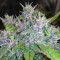 Auto Red Poison feminised Ganja Seeds