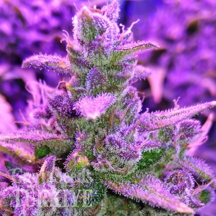 Auto Red Poison feminised Ganja Seeds